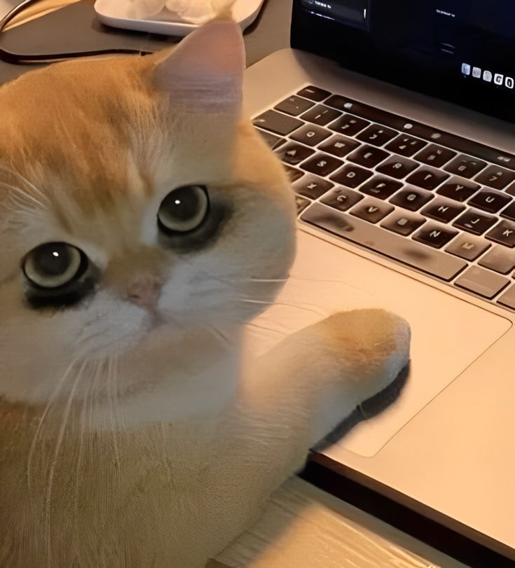 RUPIAHBET > Login Alternatif Toto88 Slot Gacor Masa Kini dan Slot Dana 5000 Rupiah image 1